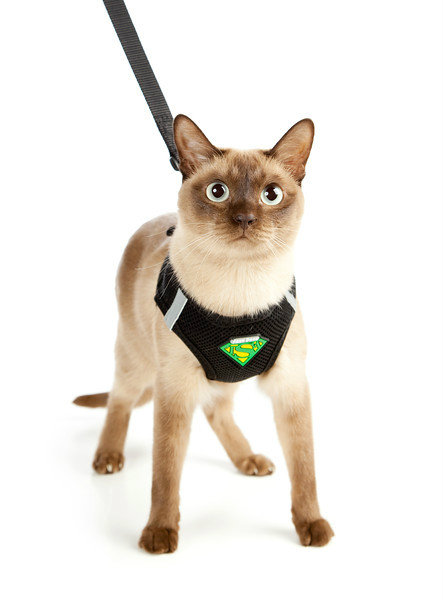 Cat enclosures walking lead leash