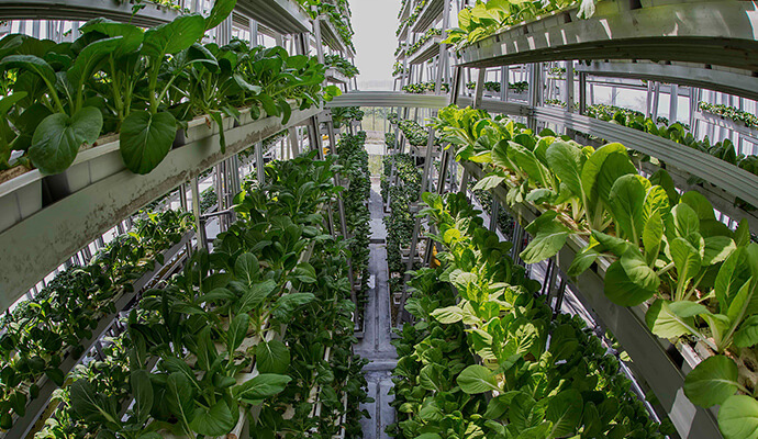 Featured Vertical Farming Is The New Agriculture