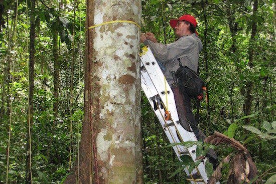 Amazon Trees Dying, Absorption of Carbon Dioxide Declines