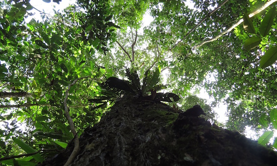 Amazon Trees Dying, Absorption of Carbon Dioxide Declines