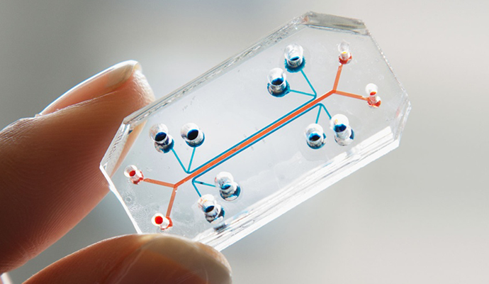 3D Bioprinting and Chips: The End of Animal Testing?