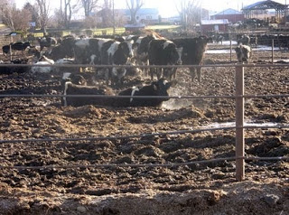 The Environmental Impact Of Animal Agriculture - Dust Surpression Feedlot Cows