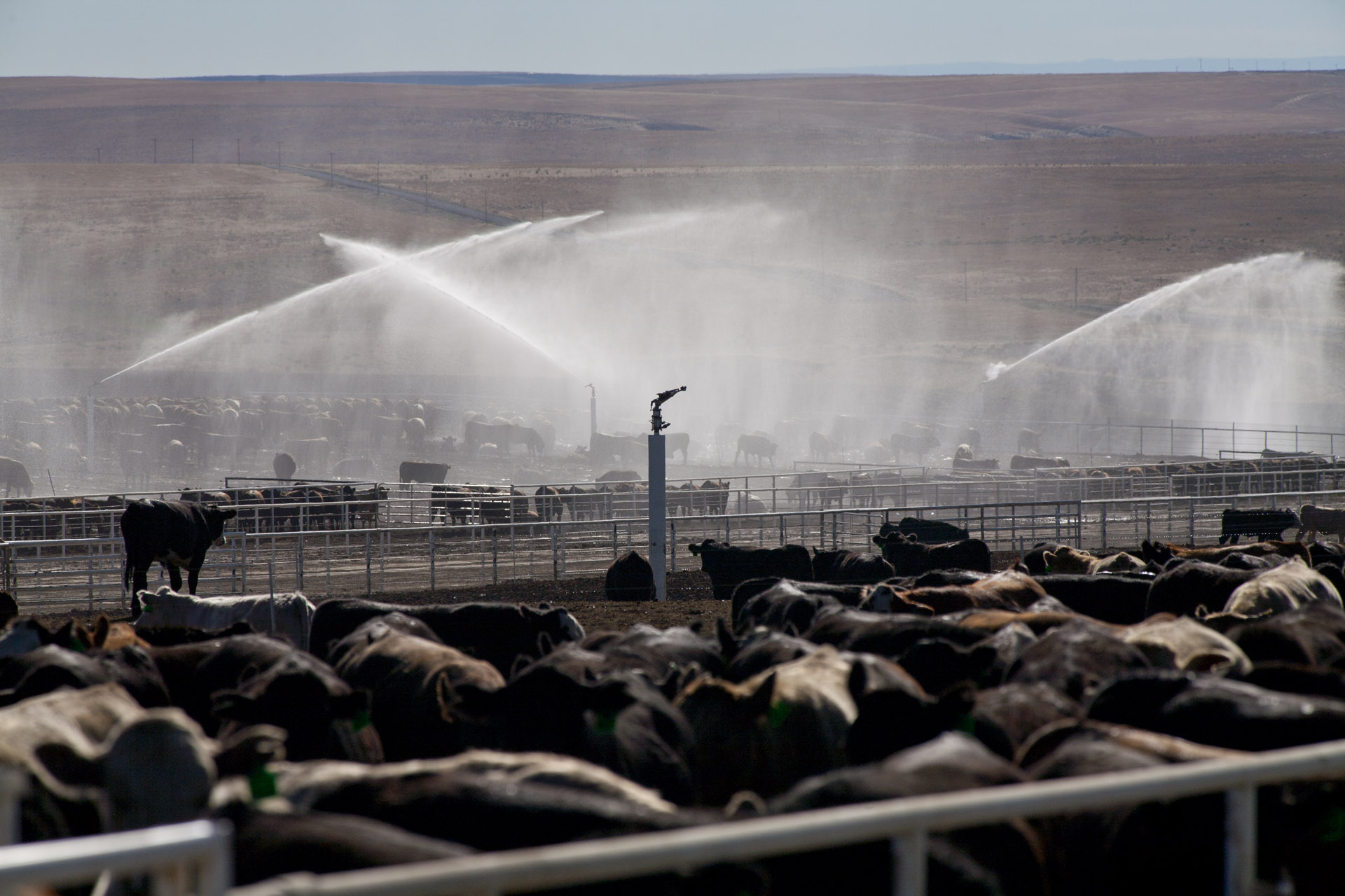 The Environmental Impact Of Animal Agriculture - Dust Surpression Feedlots